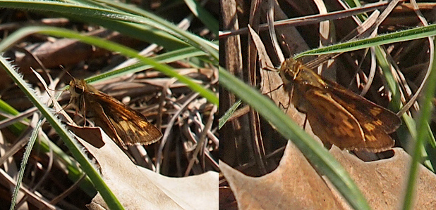 [The butterfly has brown wings with yellow splotches on them. On the image on the right, the lower front wing has a brown dot which is circled by the yellow splotches. This butterfly has a yellow head and a large dark brown eye. Its brown antenna are yellow-tipped.]